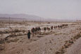AFGHANISTAN-Kameltransport-durch-die-Wueste