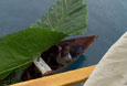 PAPUA-NEW-GUINEA-visitor-in-a-canoe